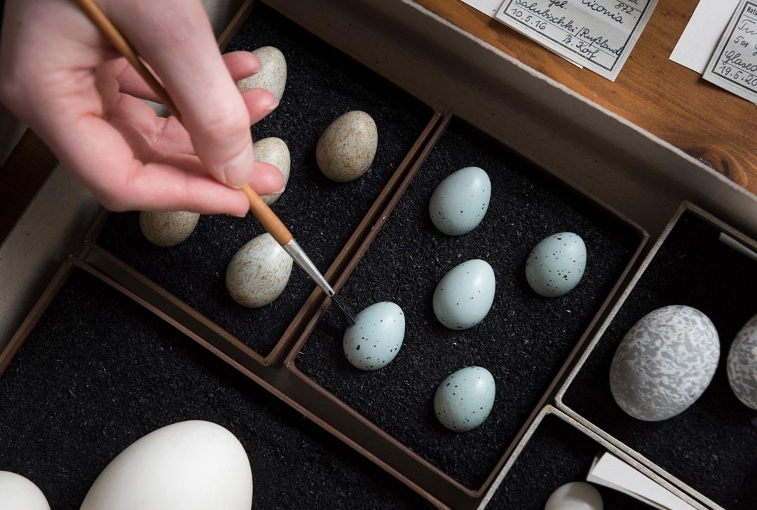 Unser Bild zeigt Eier aus der Naturwissenschaftlichen Sammlung. Die Singdrossel legt blaue Eier, die Amsel braune. Leider verblassen die Farben der Schalen schnell. (Foto: Museum Wiesbaden/Bernd Fickert)