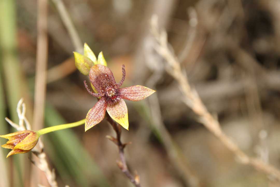 Orchideen-Art aus Ecuador, Trichoceros cf. Antennifer: Die kleinen Blüten locken mit ihrem fliegenähnlichen Zentrum männliche Fliegen zur Befruchtung an. (Foto: Ralph Mangelsdorff)
